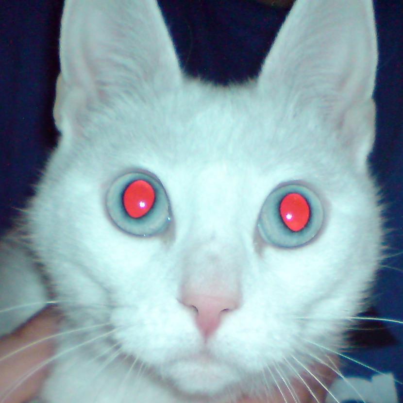 images Imagenes De Ojos Rojos Diabolicos ojos rojos fotogaceta dev